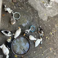 اردک و غاز|حیوانات مزرعه|کوهسار (البرز), |دیوار