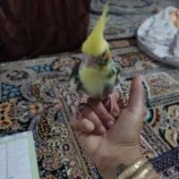 عروس هلندی نر|پرنده|شیروان (خراسان), |دیوار