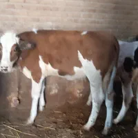 سه عدد گوساله ماده سیمینتال وهلندی
