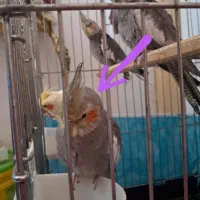 یک عدد عروس هلندی خاکستری