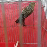 قناری اخمو معاوضه