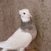 کبوتر طوقی|پرنده|دره شهر, |دیوار