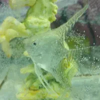 یک عدد آنجل|ماهی|قائن, |دیوار