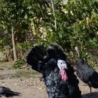 بوقلمون چاق و ارگانیک برنزسینه پهن|حیوانات مزرعه|ابهر, |دیوار