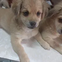 توله اشپیتز