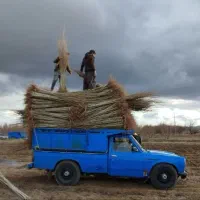 فروش نهال|خدمات باغبانی و درختکاری|هشترود, |دیوار