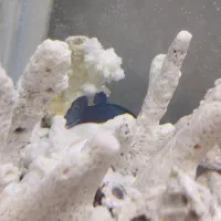 ماهی فایتر ، لوازم آکواریوم ، لوازم اکواریوم|ماهی|رشت, منظریه|دیوار