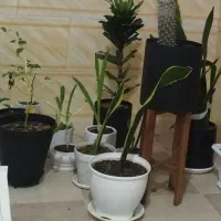 شرکت خدماتی نگین هلیل
