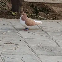 یال زرد چپ زرد یال سرخ شهری خوشرنگ