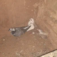 شازده جوونه و دوبال نر|پرنده|فردوس (خراسان), |دیوار
