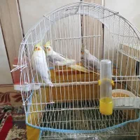 عروس هلندی مولد