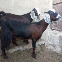 پاچن چاق