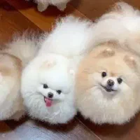 سرپرستی۲۰۰۰۰۰۰۰ میلیون