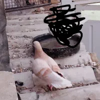 کبوتر شصتی و چادری|پرنده|تهران, مسعودیه|دیوار