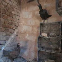 مرغ لاری درشهر|حیوانات مزرعه|دره شهر, |دیوار