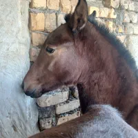 اسب کره ارسلان|اسب و تجهیزات اسب‌سواری|قم, نیروگاه|دیوار