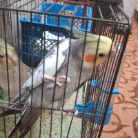 عروس هلندی|پرنده|بندر امام خمینی, |دیوار