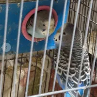 تازه جفت شد مرغ عشق