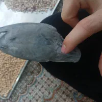 پرنده دستی با قفس|پرنده|تهران, مشیریه|دیوار