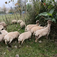 گوسفدبره نرچاق نصف بالاتر گوشت خالص مقطوع