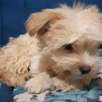 توله سگ پشمالو۸ماه