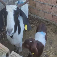 بز شیری مولد ابستن|حیوانات مزرعه|بهشهر, |دیوار