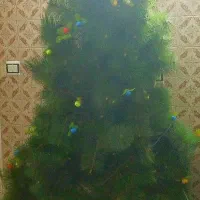 درخت کریسمس بزرگ