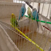 مرغ عشق