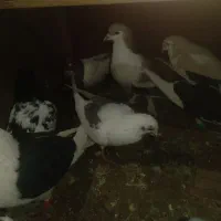 ۲۲عدد‌کبوتر‌جفت‌۴۵۰هزار