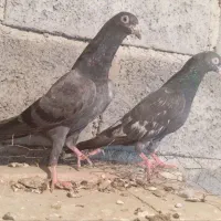 دو عددکبوتر پرش سنگین|پرنده|میناب, |دیوار