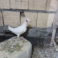 کفتر کرمونی و بوم