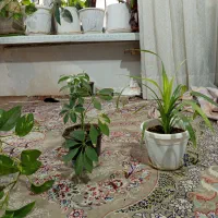 گل‌های خانگی با قیمت مناسب در پنجتن 48