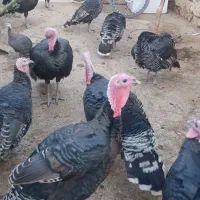 بوقلمون|حیوانات مزرعه|کوهدشت, |دیوار