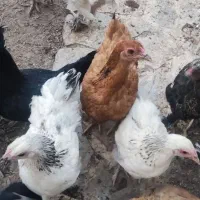 برهما مرغ و خروس|حیوانات مزرعه|شیراز, اکبر آباد|دیوار
