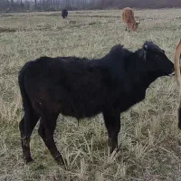 گوساله نر محلی