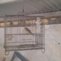 جوجه سهره قناری