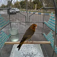 سهره قناری نازار مست مست|پرنده|بروجرد, |دیوار