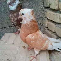 جفت آپاچی نقابی زیبا|پرنده|ماهیدشت, |دیوار