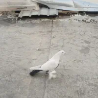 کفتر|پرنده|مرند, |دیوار