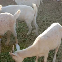 بزغاله سانن آبست فروشی