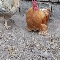 خروس|حیوانات مزرعه|رستمآباد, |دیوار