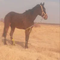 اسب جوان بهترین نژاد