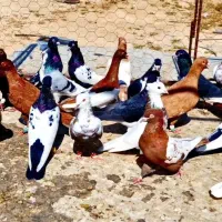 کفتر شهری بهبهانی|پرنده|شیراز, شهرک پرواز|دیوار