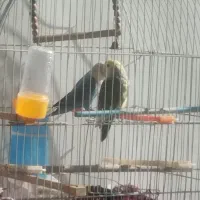 پرنده ،کوتوله برزیلی