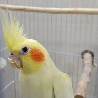 عروس هلندی مولد