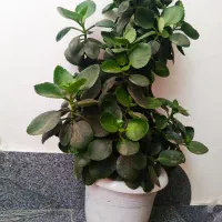 گل گل|گل و گیاه طبیعی|سلماس, |دیوار