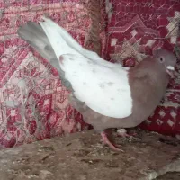 سینه ای خوشرنگ دورگ|پرنده|لنجان, |دیوار