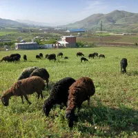 فروش گوسفندداشتی بابره