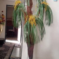 درختچه نخل  ، زینتی غیر طبیعی  .