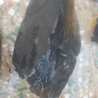 فروش سنگ پادزهر